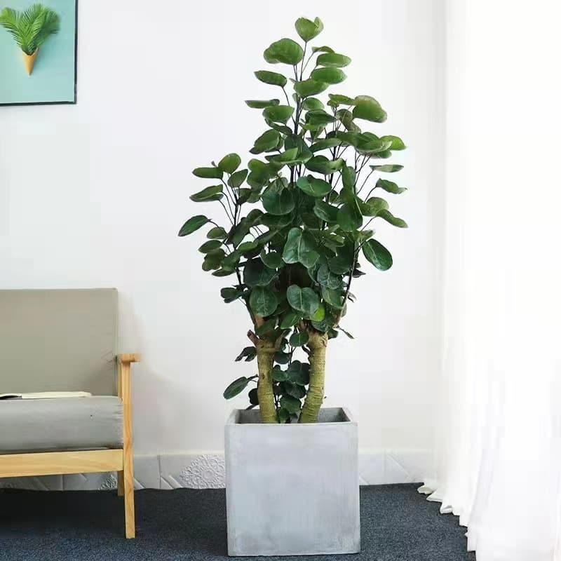 Large Money Plant Potted, Fortune Round Leaf Money Tree, Wealth Plant, Indoor Greenery