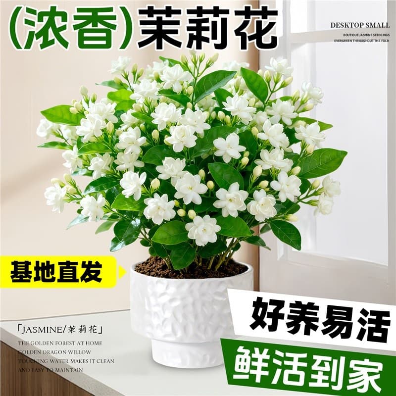 Jasmine potted plants with buds, four-season flowers and green plants, easy to maintain in the office, open saplings, old piles, hydroponic plants indoors