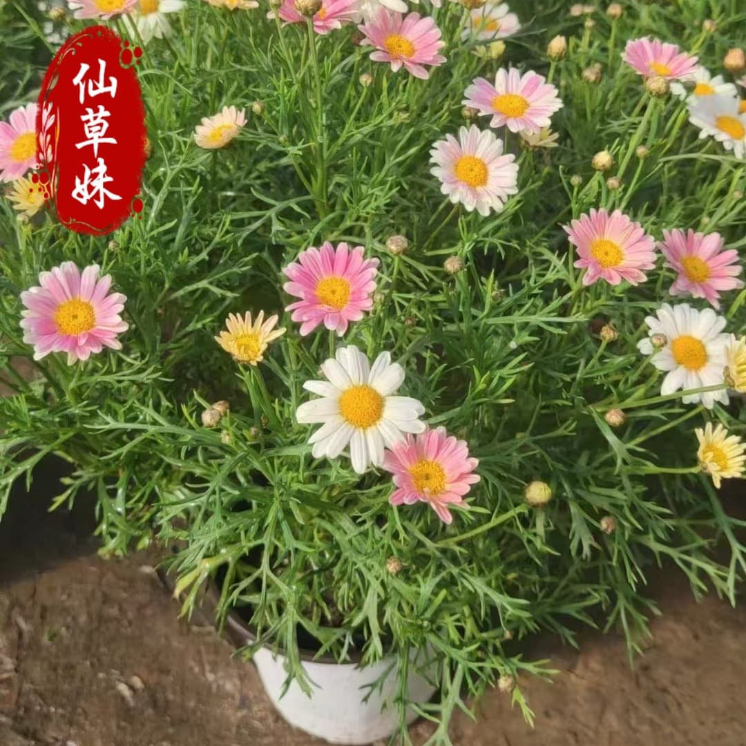 Marguerite Cup Seedling Potted Plant Multicolor Flower Seedling Tray Marigold Wood Spring Chrysanthemum Golden Chrysanthemum Grass Flower Seedling