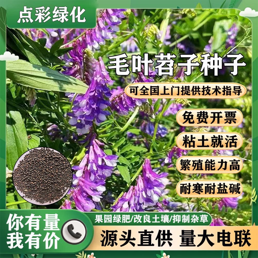 Hairy Vetch Seeds High-Yield Wild Orchard Green Manure Purple Vetch Seeds Bee Forage Green Manure Hairy Vetch