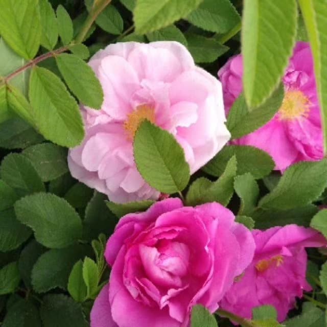 Rose Authentic Rose Seedling Potted Plant Fragrant Monthly Rose Seedling Green Plant Flower Four-Season Blooming Easy Care Flower