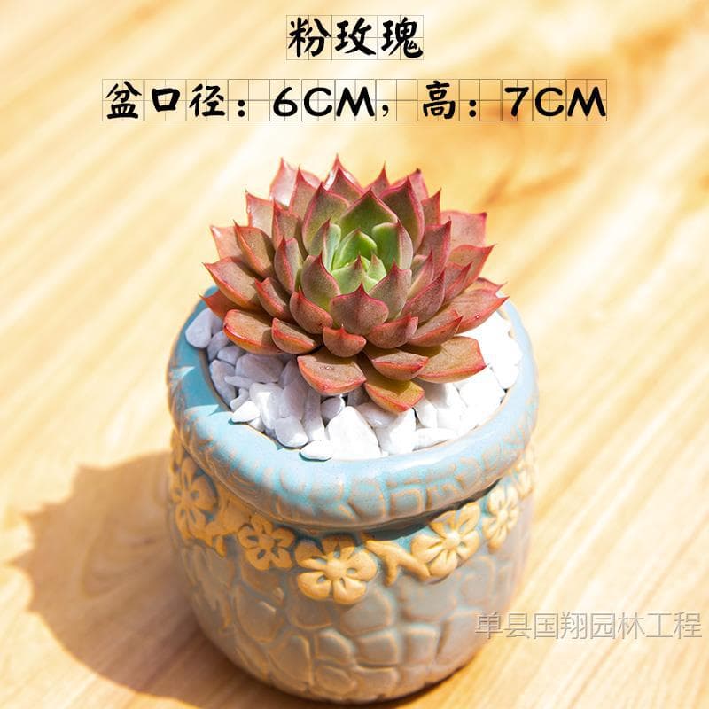 New Indoor Succulent Pot Combination Anti-Radiation Jade Dew Flower Pot Soil Set for Beginners Green Plants
