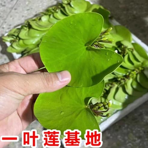 One-Leaf Lotus Duckweed Hydroponic Plant Aquarium Aquatic Plant Aquascaping Bowl Lotus Water Lily Water Cultivation Water Purification Four Seasons Blooming