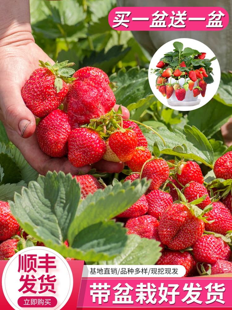 Cream strawberry seedlings potted with potted soil red strawberry seeds four seasons fruit balcony winter planting seedlings