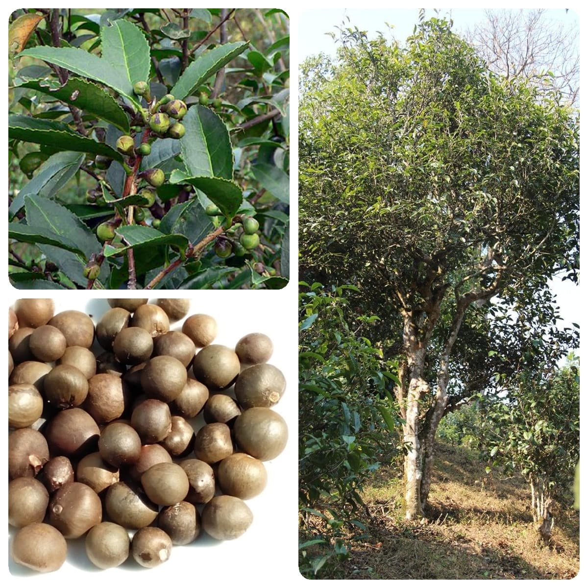 Forest tree seeds, tea tree seeds, tea seeds, tea tree seeds, collected by tea farmers, large and full, high germination rate