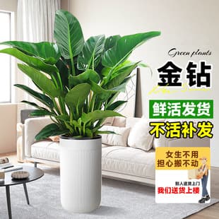 Large Leaf Golden Diamond Potted Plant Green Princess Indoor Living Room Large Green Plant Office Air Purification Lazy Care Easy to Grow
