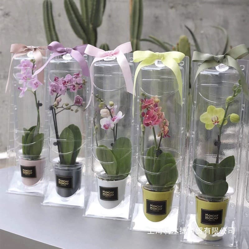 Flower Packaging Box for Transporting Phalaenopsis Orchids, Green Plant Packing Box, Transparent Gift Box, Empty Box, Blister Box, In Stock
