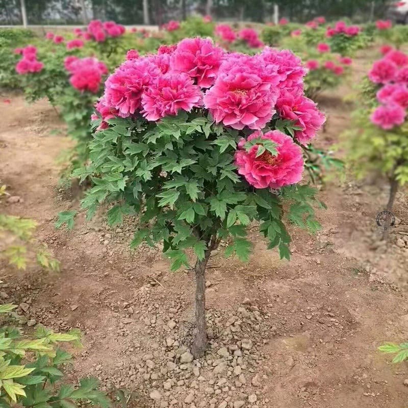 Wholesale Four Seasons Rich Peony Seedlings Ornamental Flowers Autumn Peony Potted Plants Indoor Outdoor Green Plants Full Variety