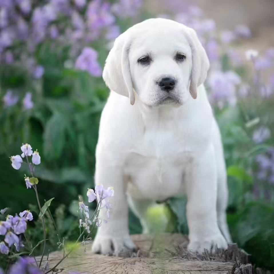 Purebred Labrador Retriever Puppy Pet Dog Live Animal Labrador Guide Dog Family Working Dog