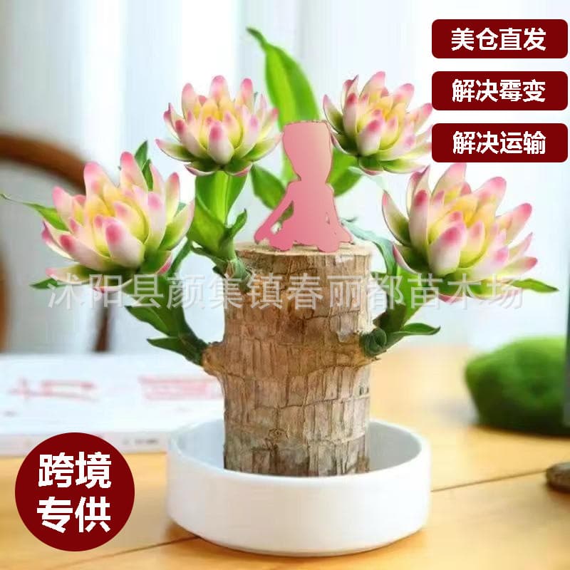 Lucky Wood Plant Hydroponic Desktop Potted Modern Minimalist Business Gift Moisture-Loving Brazilian Wood Species