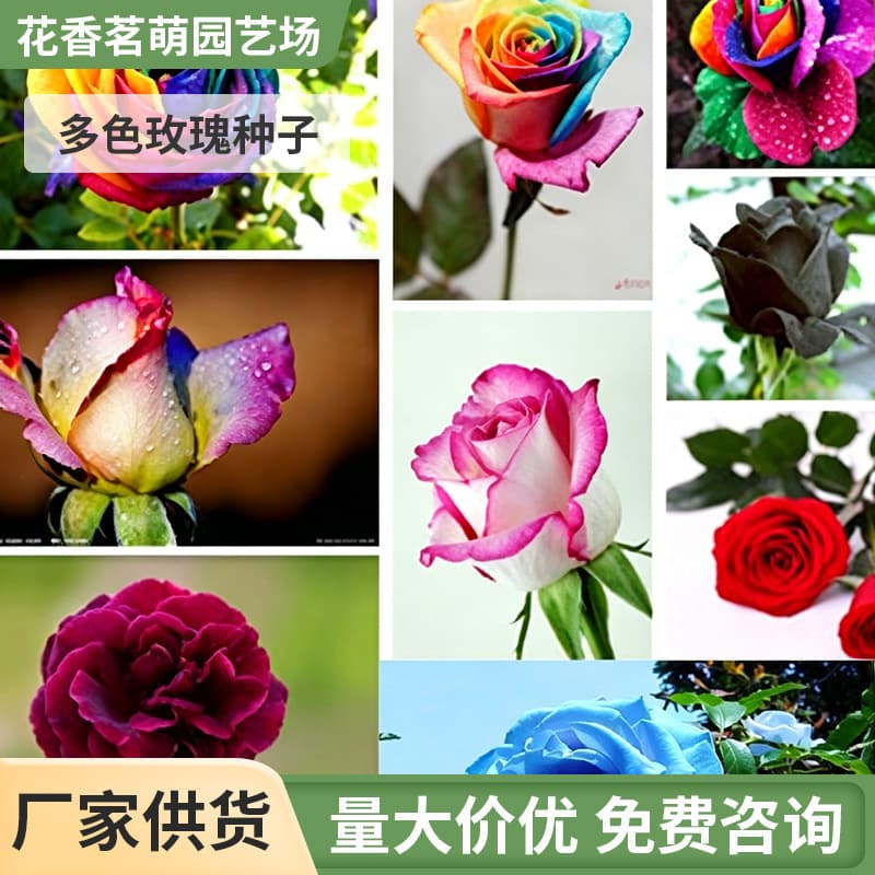 Red Rose Seeds, Green Plants, Potted Florals, Flower Seeds, Potted Ground Planting, Four-Season Seeds, Rose Seeds 200 Capsules
