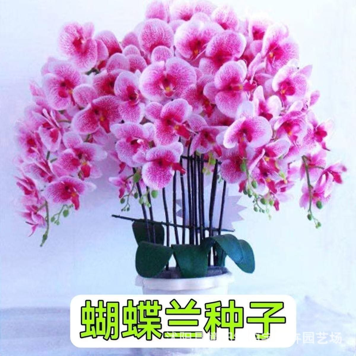 Phalaenopsis orchid seeds, blooms continuously year-round, balcony potted plant, easy to grow in all seasons