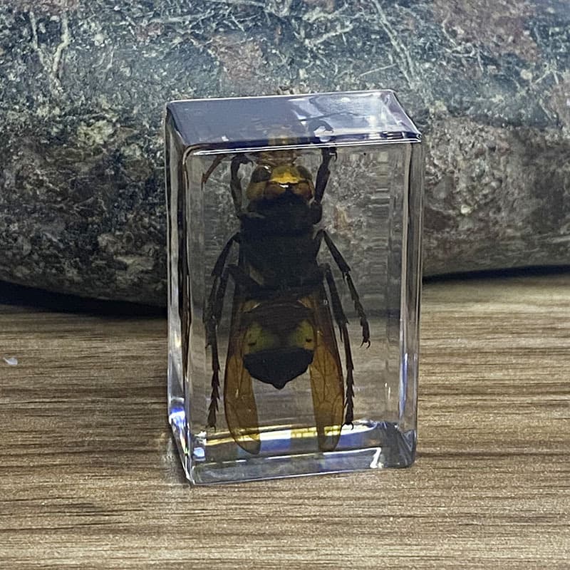 Real Resin Insect Specimen Real Beetle Spider Stag Beetle Longhorn Beetle Scorpion Mantis Grasshopper Amber Specimen Decoration