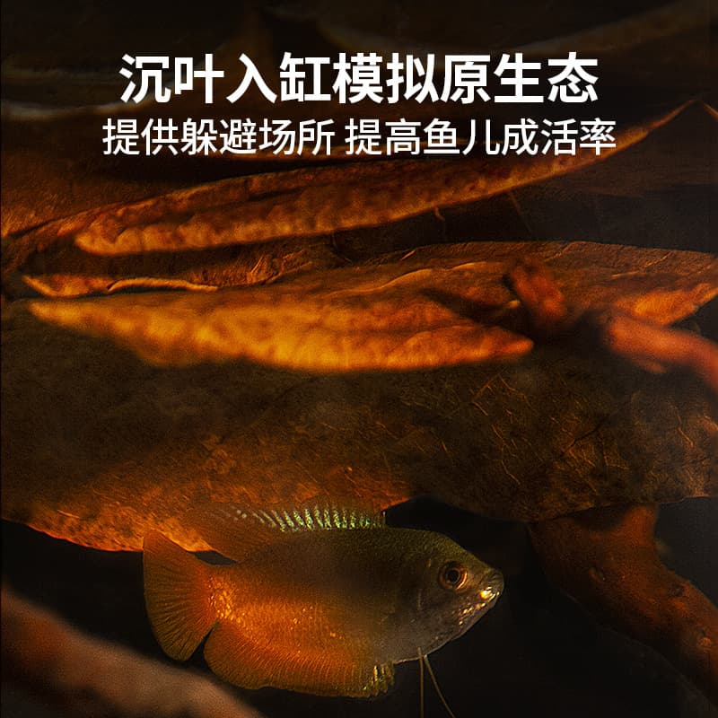 Aquarium Betta Almond Leaves No-Boil Olive Leaves for pH Reduction Turtle Tank pH Adjustment Almond Leaves Longan Leaves Aquascaping