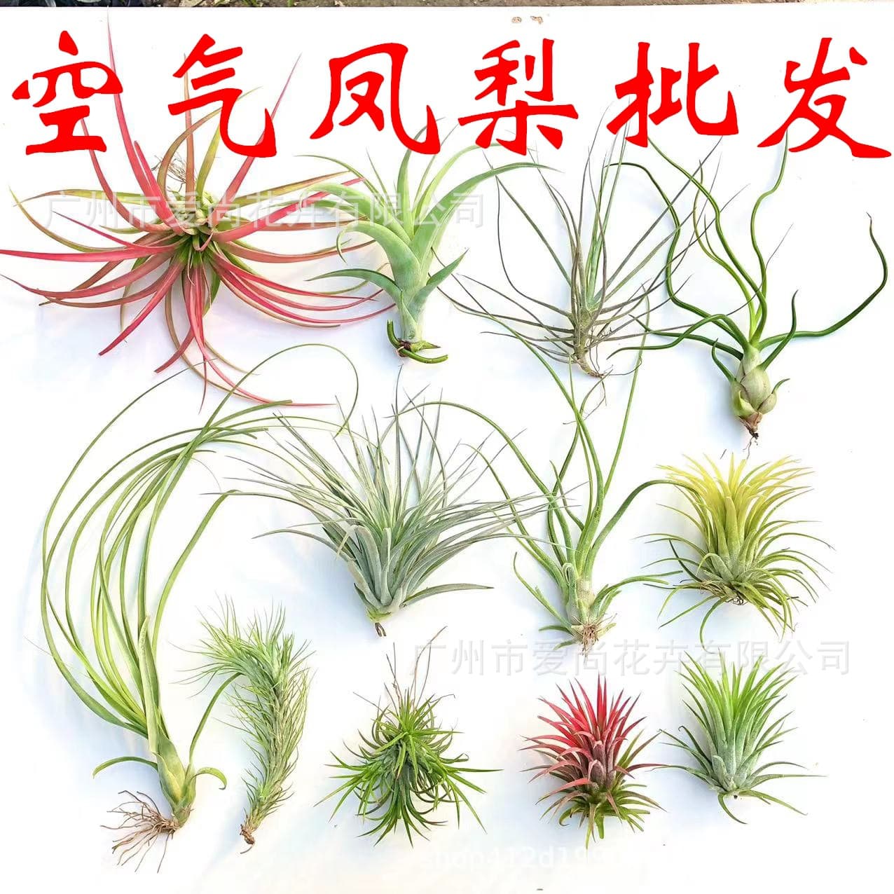 Air Plant Wholesale Base Direct Soilless Cultivation Spanish Moss Old Man's Beard Tillandsia Easy Care