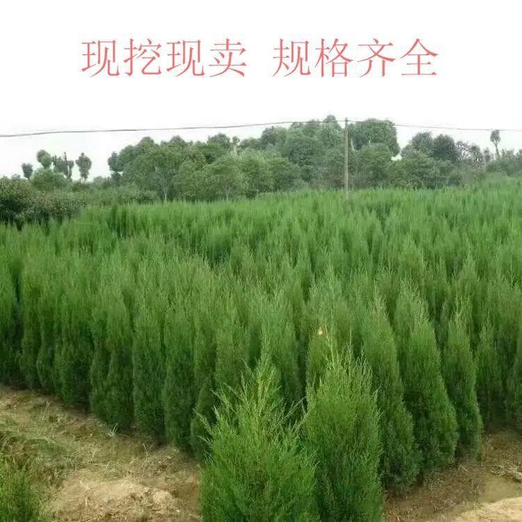 Tower Cypress Saplings, Pagoda Cypress Saplings, Juniper Saplings, Garden Cypress Saplings, Dragon Cypress Saplings, Dragon Cypress Seedlings, Landscape Cypress Saplings
