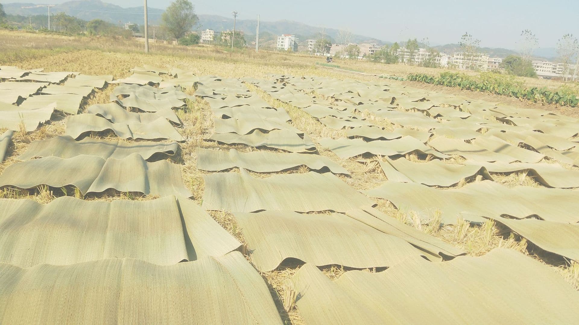 Straw mat manufacturer wholesale for student dormitories, hospitals, construction sites, migrant workers, single person mats, street vendor natural cool mats
