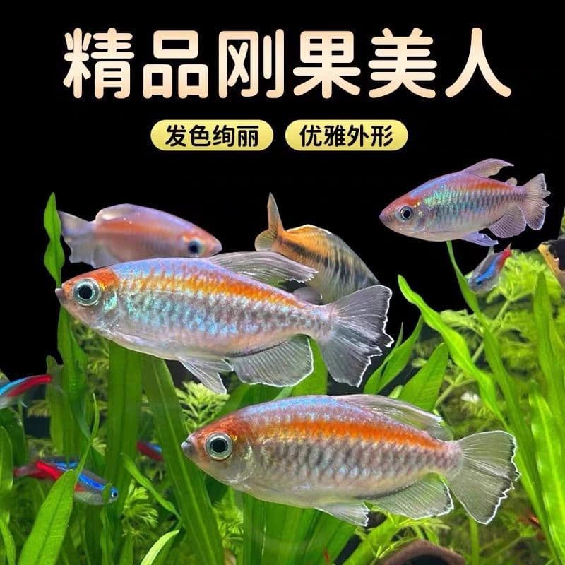 Congo Tetra Freshwater Aquarium Fish for Planted Tanks, Schooling Tropical Ornamental Fish, Blue Congo Tetra Small Live Fish