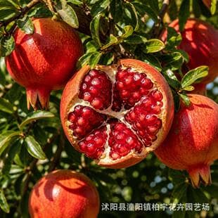 Cross-border Small Package Pomegranate Seeds Tunisian Soft Seed Pomegranate Seeds Dahongpao Pomegranate Tree Seeds Easy to Grow