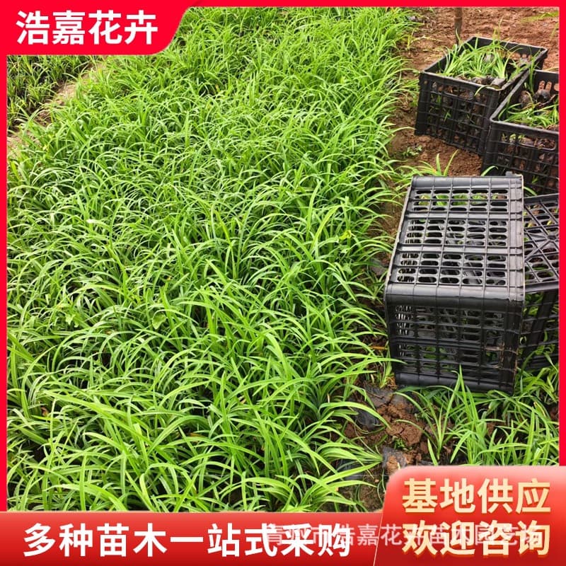 Hemerocallis grandiflora, Hemerocallis fulvae, Hemerocallis fulvae, multi-bud potted plants, Hemerocallis fulvae seedlings for greening projects in the sea of ​​flowers.