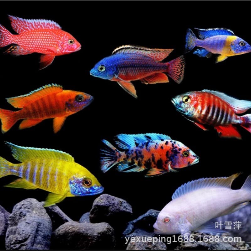 Cichlids from the African Great Lakes, cichlids, black-lined cichlids, live Spanish cichlids, and tangerine wrasses are easy to keep and are available for wholesale as tropical ornamental fish.