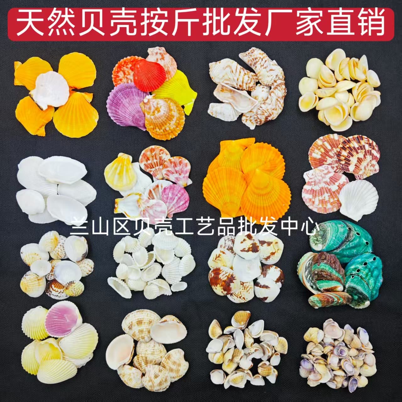 Natural Shells, Conch, and Sea Snails Sold by Pound for DIY Dry Fish Tank Landscaping, Multiple Varieties, Factory Direct Shell Wholesale