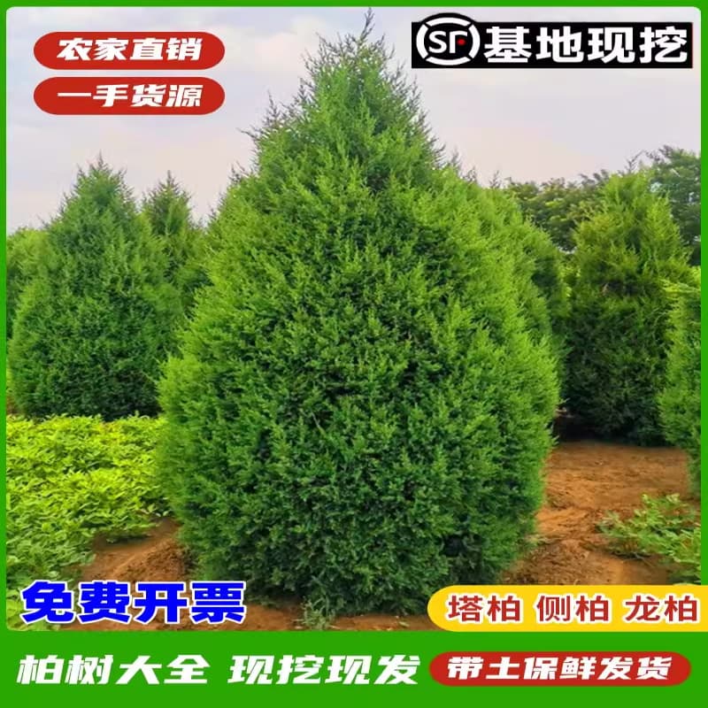 Cypress saplings, tower cypress, hinoki cypress, cypress, arborvitae saplings, juniper pine, pagoda pine, dragon, cypress saplings, greening all year round