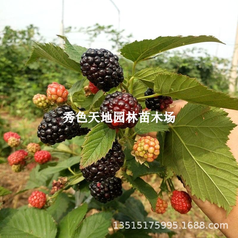Blackberry raspberry black raspberry seedlings triple crown potted courtyard garden fruit seedlings four seasons balcony potted ground planting