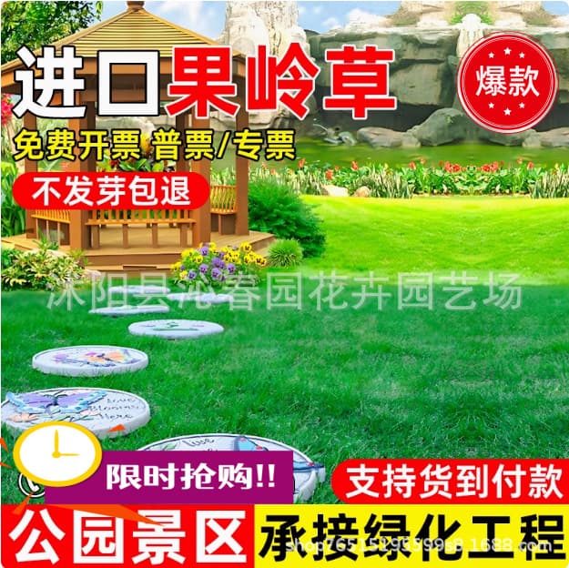 Lawn grass seeds, evergreen slope protection, bermudagrass, garden carpet grass seeds, landscaping, Manila rye turf.