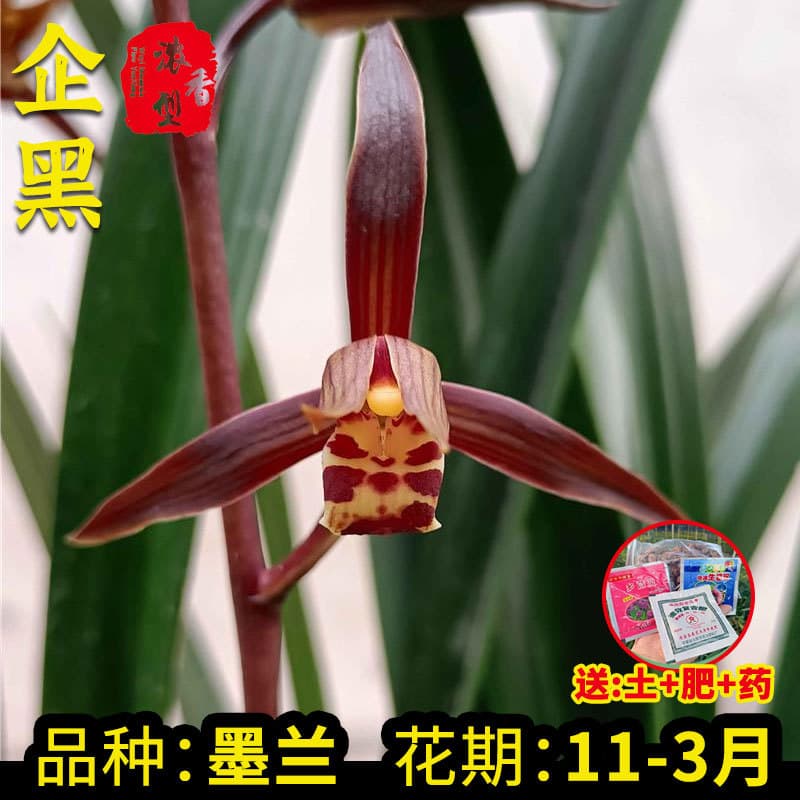 Orchid Seedling Qi Hei Mo Lan New Year Orchid, Winter Buds, Methanol-Removing Office Balcony Living Room Green Potted Plant