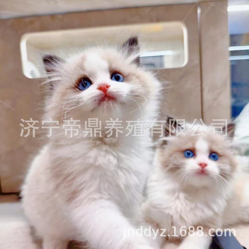 Live ragdoll kittens are immune and dewormed and available in stock