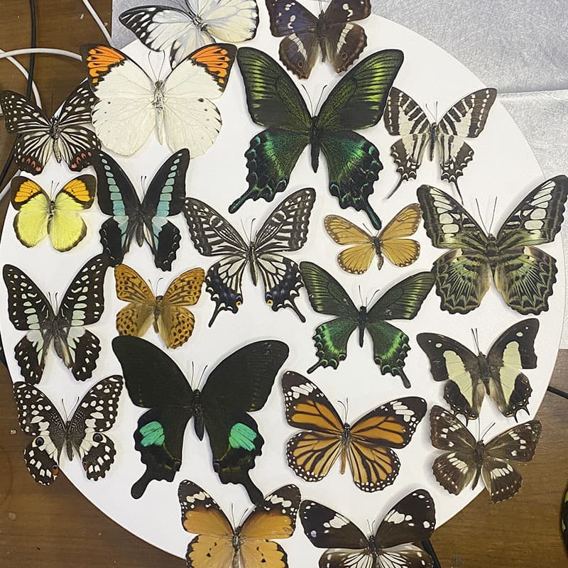 Real Butterfly Specimen Spread Green-Banded Swallowtail, Insect Beetles for Kindergarten Teaching Science Birthday Gifts