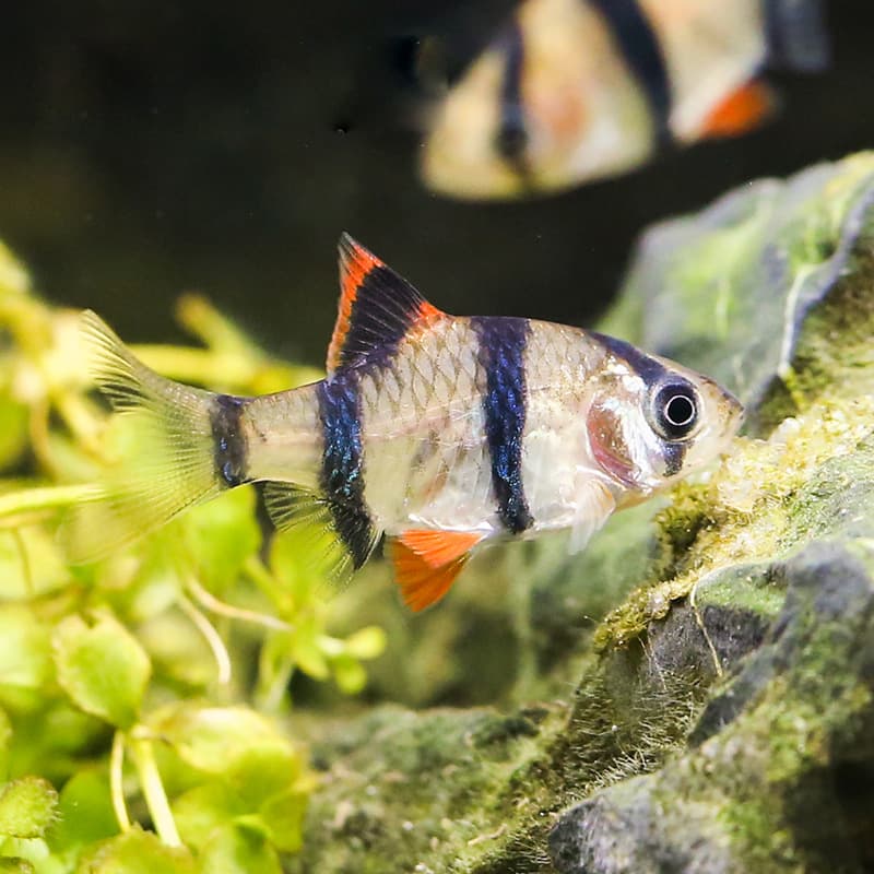 Gold Tiger Barb Small Tropical Ornamental Fish Three Spot Tiger Barb Fry Freshwater Fish Planted Tank Schooling Fish Live Pet