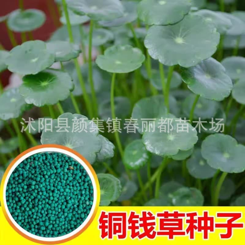 Wholesale Cross-Border E-Commerce Hydroponic Seeds Water Plants Flowers Potted Indoor Evergreen Pennywort Seeds