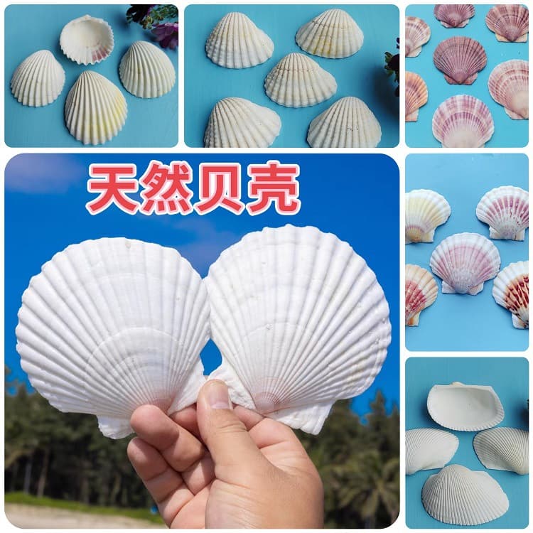 ✅ Natural White Shells DIY Handmade Painting Graffiti Wall Sticker Hawaiian Large White Scallop Shells Wholesale
