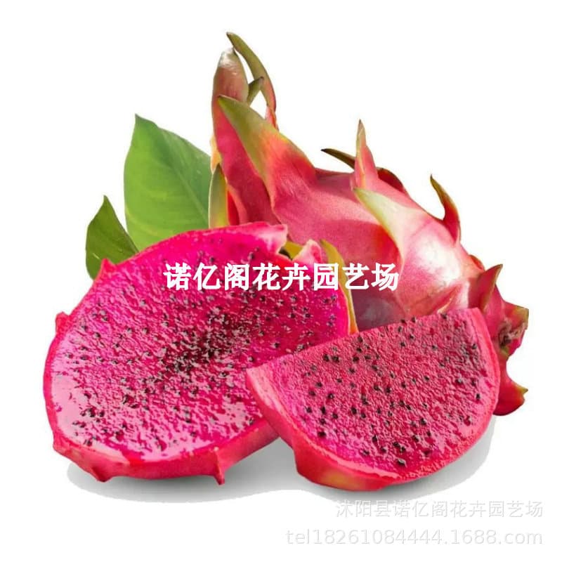 Red Heart Dragon Fruit Seedlings for Home Balcony Courtyard Four-Season North-South Planting Potted Fruit