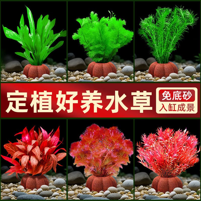 Aquarium Aquatic Plant for Landscaping, Ecological Egeria Densa, Water Purification, Water Cultivation, Water Wisteria, Green Chrysanthemum, Nine Crown Aquatic Plant