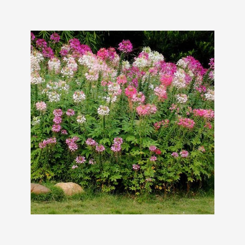 Mixed Color Purple Pink Spider Flower Seeds, Flower Seeds for Sea of Flowers, Easy to Grow in All Seasons, Garden Nectar Plant
