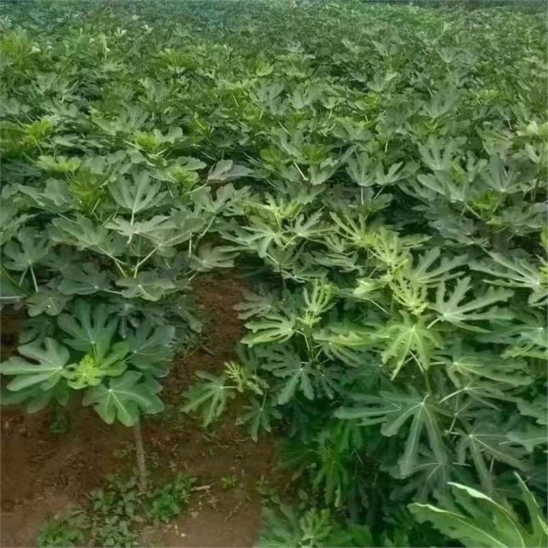 Large Green Fig Tree Seedling Potted or Ground Planted New Variety Suitable for South and North Four Seasons Balcony Courtyard Extra Large Fig