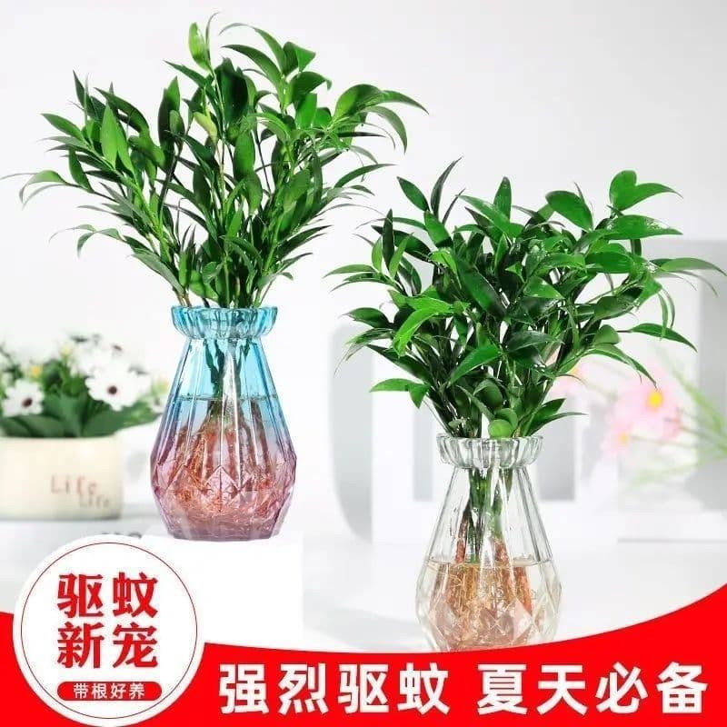 Mosquito-repellent bamboo and cypress hydroponic plants indoor water-raised green plants and flower potted plants for the office to grow in all seasons, living room seedlings bonsai