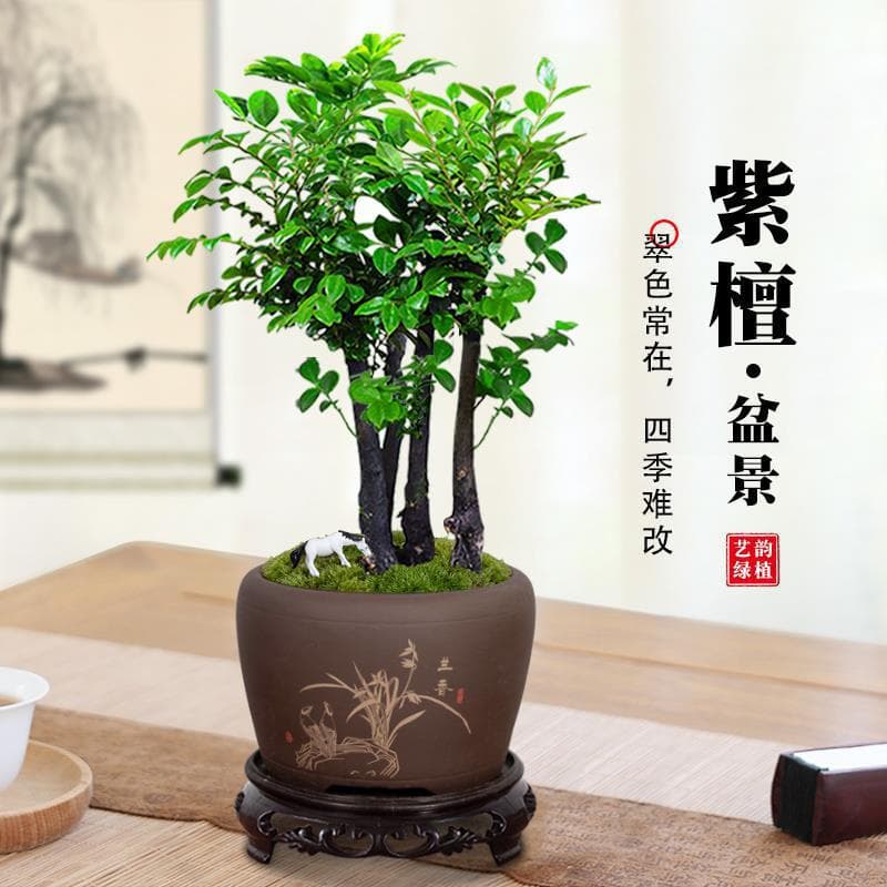 Small-Leaf Red Sandalwood Bonsai Plant Sapling Potted Office Desktop Indoor Flower Green Plant Easy to Maintain Zen Ornaments