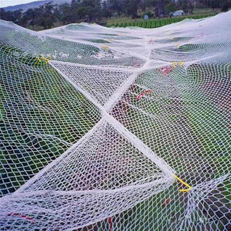 Yihaomei Brand Cross-border Supply Double-line Polyethylene Woven Diamond Hail Net Vineyard Hail Net