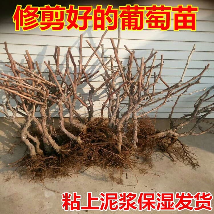 Grape Seedlings - Jufeng, Summer Black, Shine Muscat Grape Seedlings Extra Large Courtyard Climbing Vines Suitable for Northern and Southern Planting