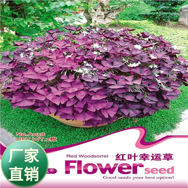Purple Butterfly Clover Potted Plant Purple Leaf Oxalis Red Flower Oxalis Lucky Clover Seeds Roots