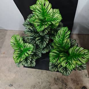 New Cross-Border Product Artificial Green Plant Striped Monstera Nordic Style Floor Bonsai Home Living Room Decoration Wedding Artificial Greenery
