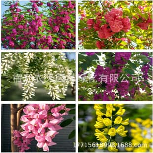 Black Locust Flower Tree Seedlings, Fragrant Locust, Fortune Tree, Locust Tree Seedlings, Red Flower Locust Seedlings, Courtyard Greening, Flower Garden Plants