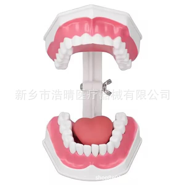 Dental Oral Model 2x Magnification Tooth Brushing Model with Large Tongue Teaching Model False Teeth Teeth Model