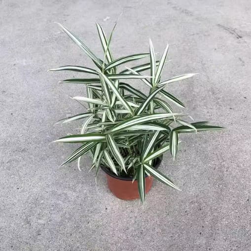 White bamboo, panda bamboo, miniature bamboo, miniature green plant, indoor garden potted plant, bamboo seedling, bamboo bonsai pot.