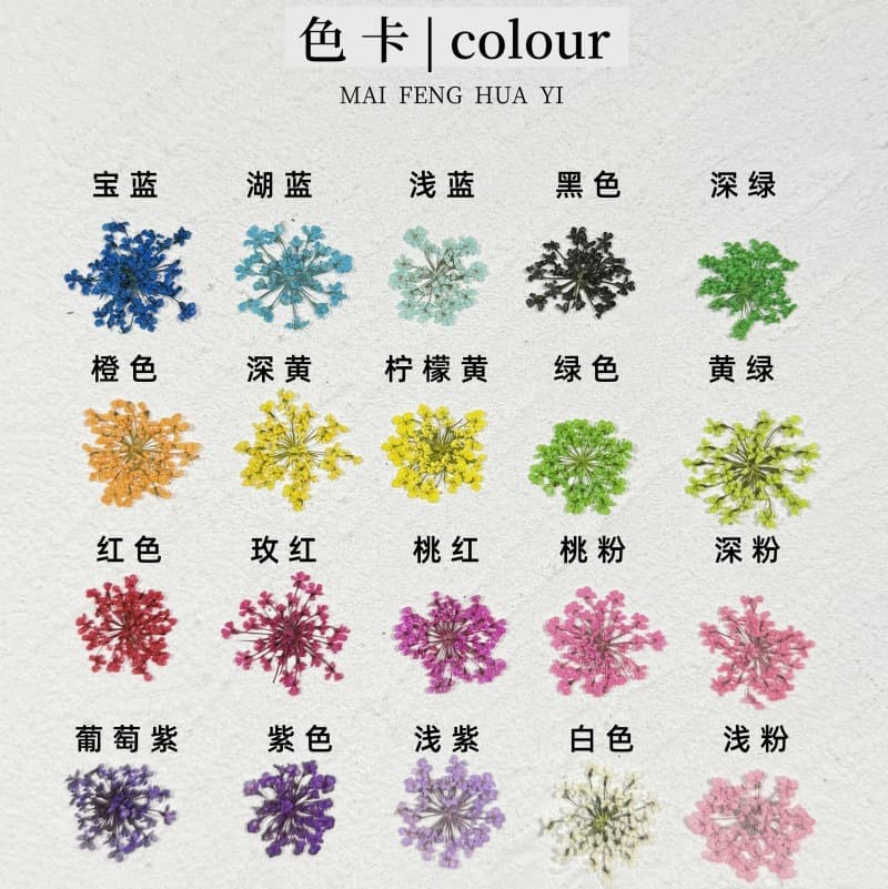Snow Pearl Flower/Lace Flower Nail Art Dried Flower Pressed Flower Frame DIY Materials Clearance Wholesale Small Size 2000 Pieces Free Shipping
