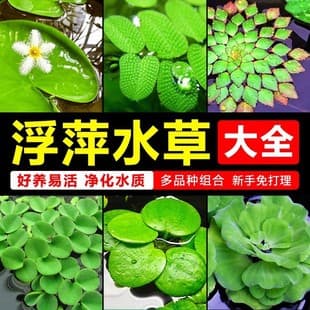 Duckweed Aquatic Plants Collection Aquarium Aquascaping Hydroponic One Leaf Lotus Water Cabbage Water Hyacinth Water Lily Purification Plant Farm